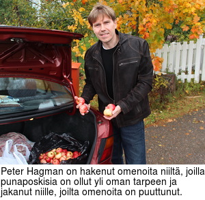 Peter Hagman on hakenut omenoita niilt, joilla punaposkisia on ollut yli oman tarpeen ja jakanut niille, joilta omenoita on puuttunut.
