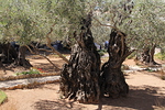 Getsemanen vanhoja ljypuita