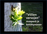6. Millaisesta maaperst ja millaisten vaiheiden kautta nit villiversoja on puhjennut?