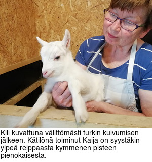 Kili kuvattuna vlittmsti turkin kuivumisen jlkeen. Ktiln toiminut Kaija on syystkin ylpe reippaasta kymmenen pisteen pienokaisesta.