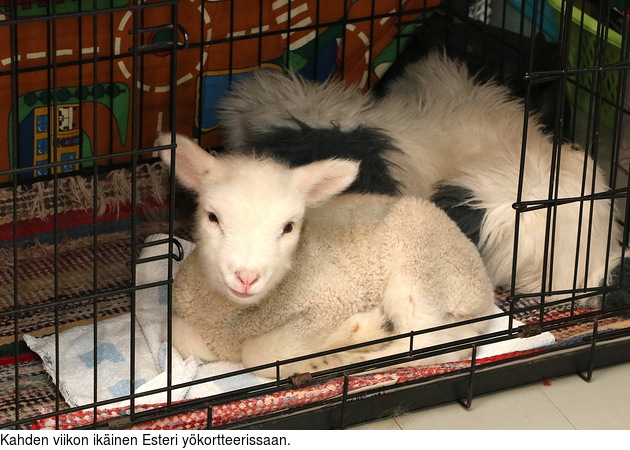 Kahden viikon ikinen Esteri ykortteerissaan.