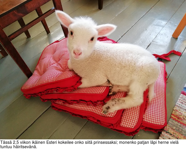 Tss 2,5 viikon ikinen Esteri kokeilee onko siit prinsessaksi; monenko patjan lpi herne viel tuntuu hiritsevn.