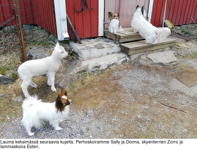 Lauma keksimss seuraavia kujeita. Perhoskoiramme Sally ja Donna, skyenterrieri Zorro ja lammaskoira Esteri.