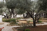 Matka jatkui Jerusalemiin, miss tutustuimme mm. Getsemaneen.