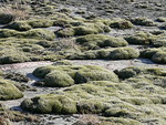 Kuivalla kalliolla sinnittelevä sammal on muodostanut vihreitä kumpupilviä