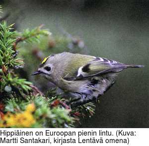 Hippiinen on Euroopan pienin lintu. (Kuva: Martti Santakari, kirjasta Lentv omena)
