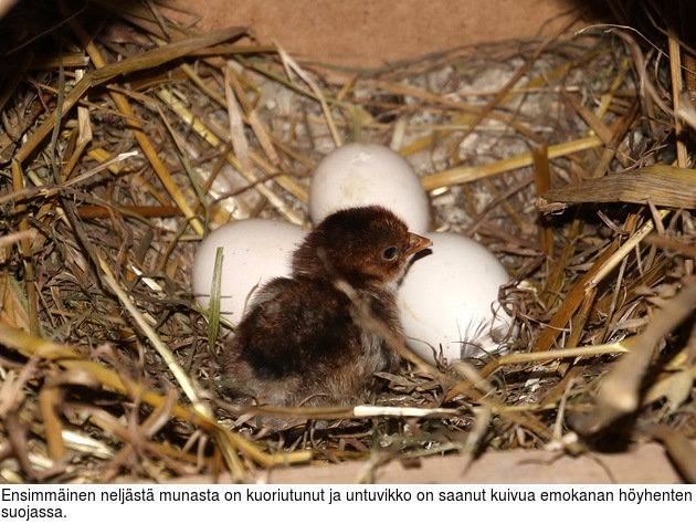 Ensimminen neljst munasta on kuoriutunut ja untuvikko on saanut kuivua emokanan hyhenten suojassa.