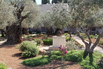 Getsemanen puutarhaa