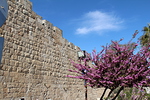 Jerusalemin muuria ja kukkiva Juudaksenpuu