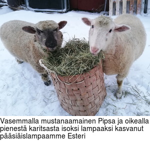 Vasemmalla mustanaamainen Pipsa ja oikealla pienestä karitsasta isoksi lampaaksi kasvanut pääsiäislampaamme Esteri