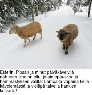 Esterin, Pipsan ja minut pivkvelyll nhneen ilme on ollut jotain epuskon ja hmmstyksen vlilt: Lampaita vapaina tiell kvelemss ja vielp talvella hankien keskell!