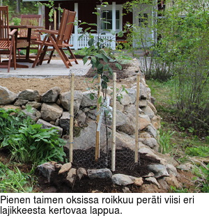 Pienen taimen oksissa roikkuu perti viisi eri lajikkeesta kertovaa lappua.