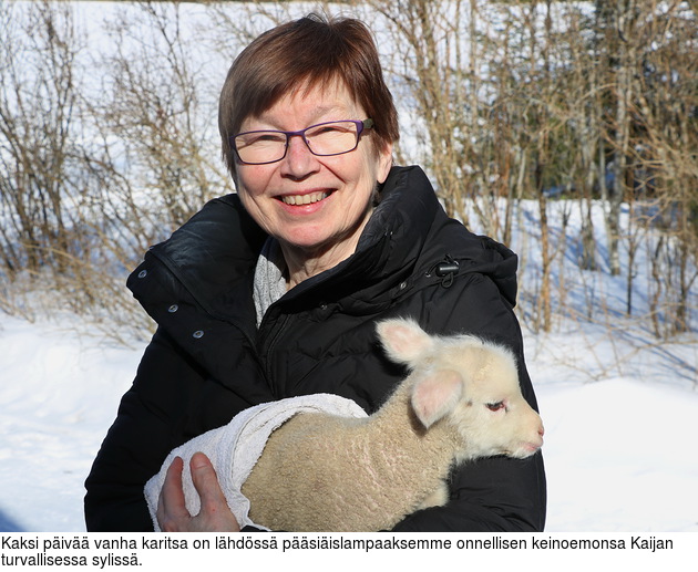 Kaksi piv vanha karitsa on lhdss psiislampaaksemme onnellisen keinoemonsa Kaijan turvallisessa syliss.