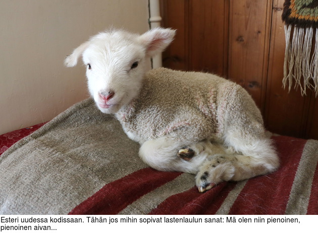 Esteri uudessa kodissaan. Thn jos mihin sopivat lastenlaulun sanat: M olen niin pienoinen, pienoinen aivan...