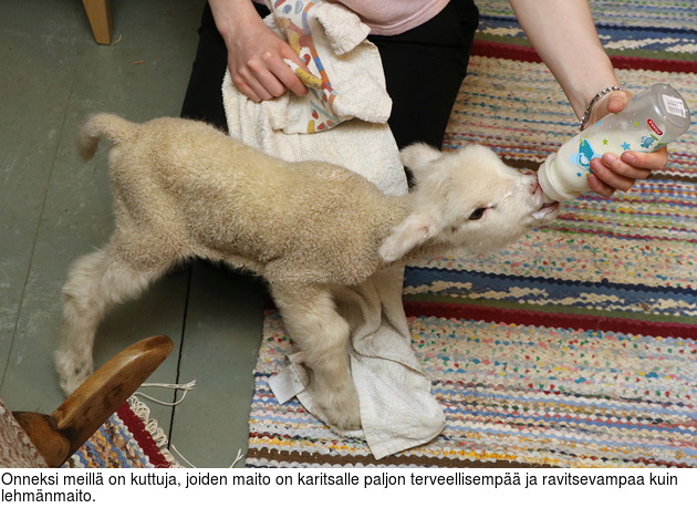 Onneksi meill on kuttuja, joiden maito on karitsalle paljon terveellisemp ja ravitsevampaa kuin lehmnmaito.