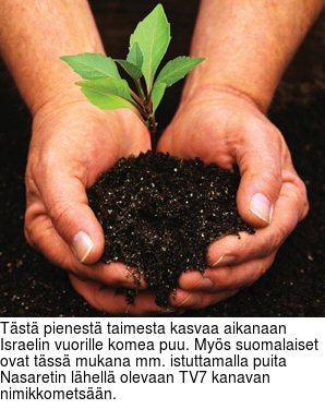 Tst pienest taimesta kasvaa aikanaan Israelin vuorille komea puu. Mys suomalaiset ovat tss mukana mm. istuttamalla puita Nasaretin lhell olevaan TV7 kanavan nimikkometsn.